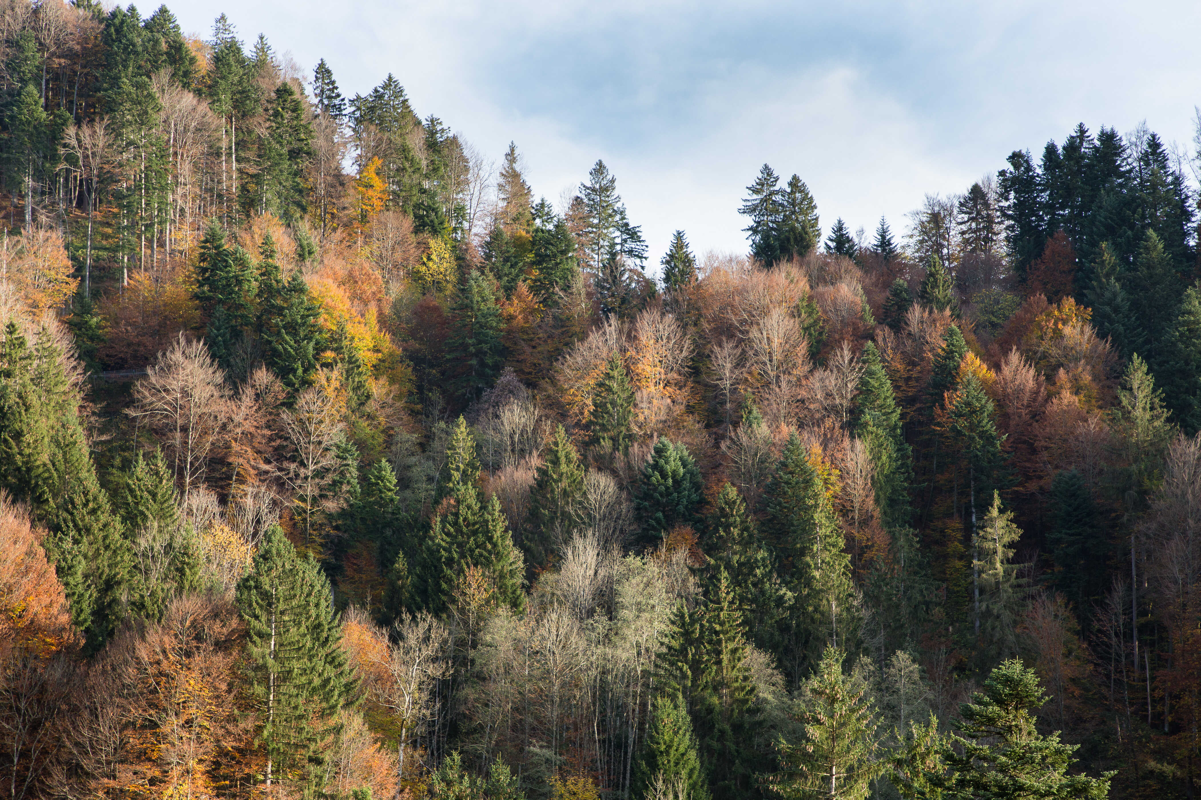 Mischwald bei Oberstaufen im Herbst
