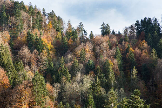Mischwald bei Oberstaufen im Herbst