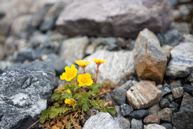 gelbe Blume zwischen Felsen
