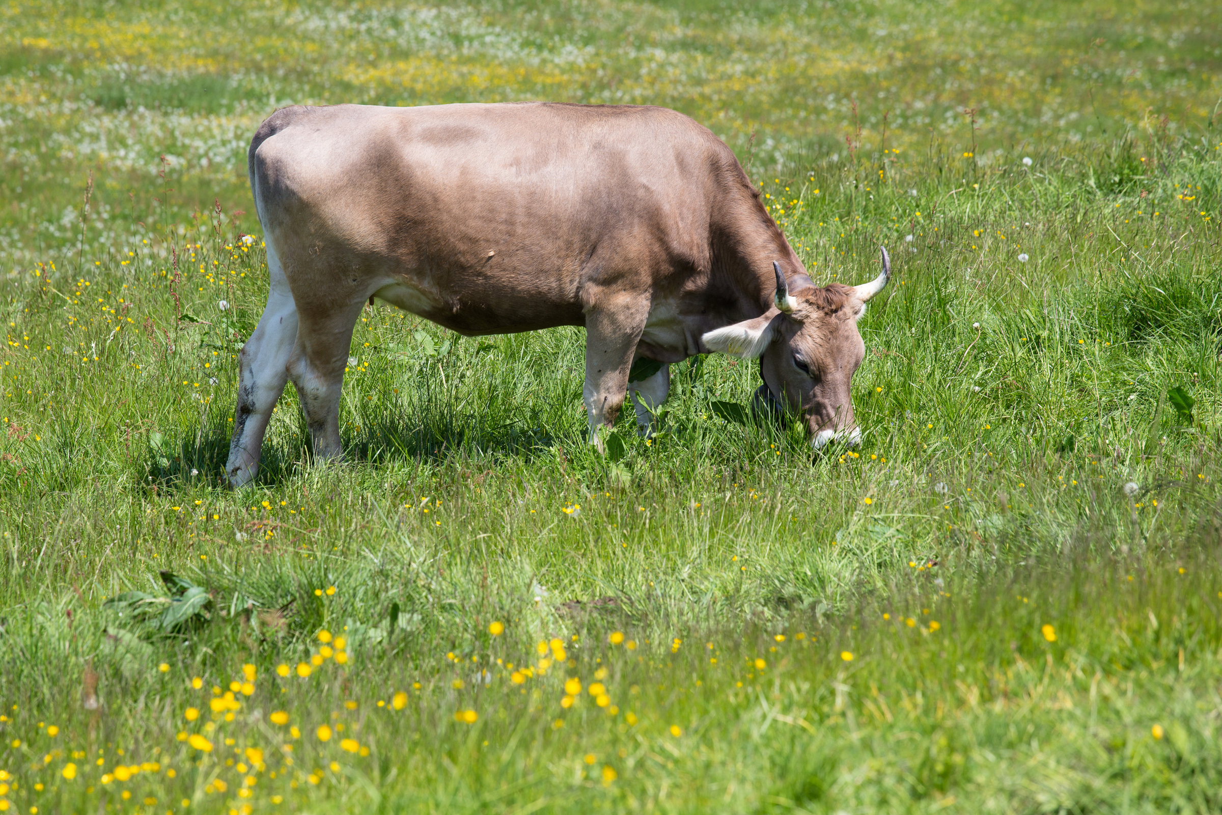 Kuh auf einer Wiese im Allgäu