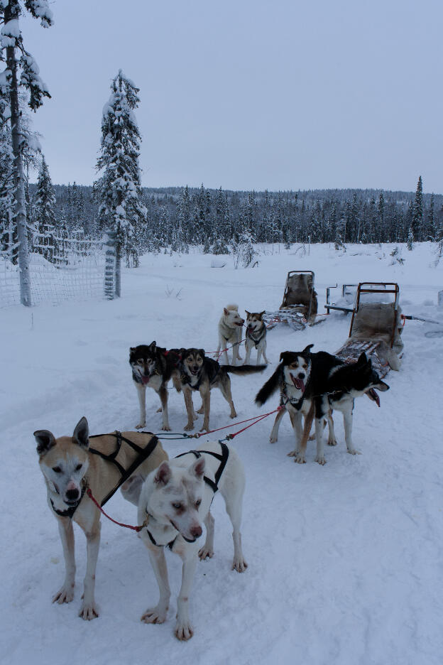 Huskys in Lappland