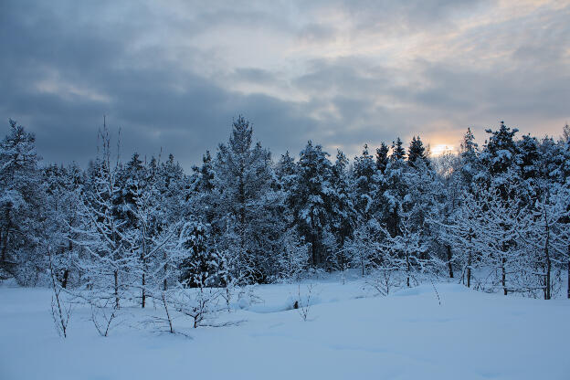 schneebedeckter Winterwald in Finnland