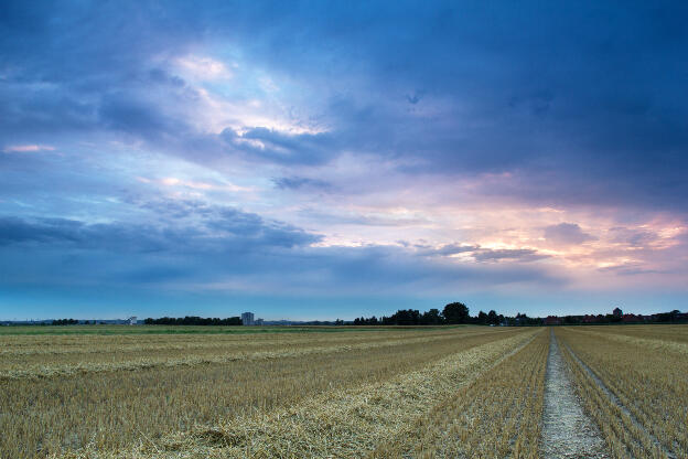 blauer Sonnenuntergang auf einem Feld