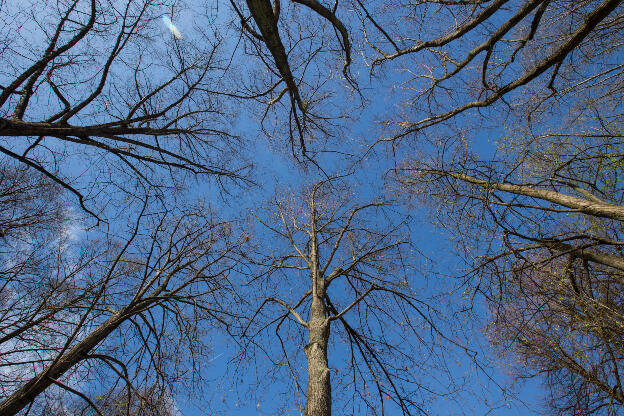 Äste von Bäumen gegen den blauen Himmel