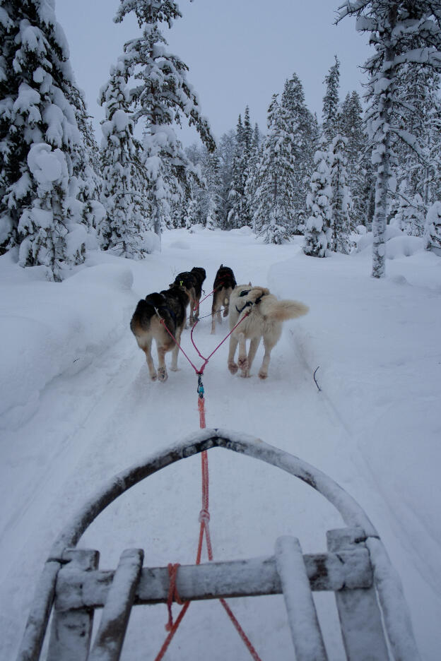 Hundeschlittenfahrt in Lappland