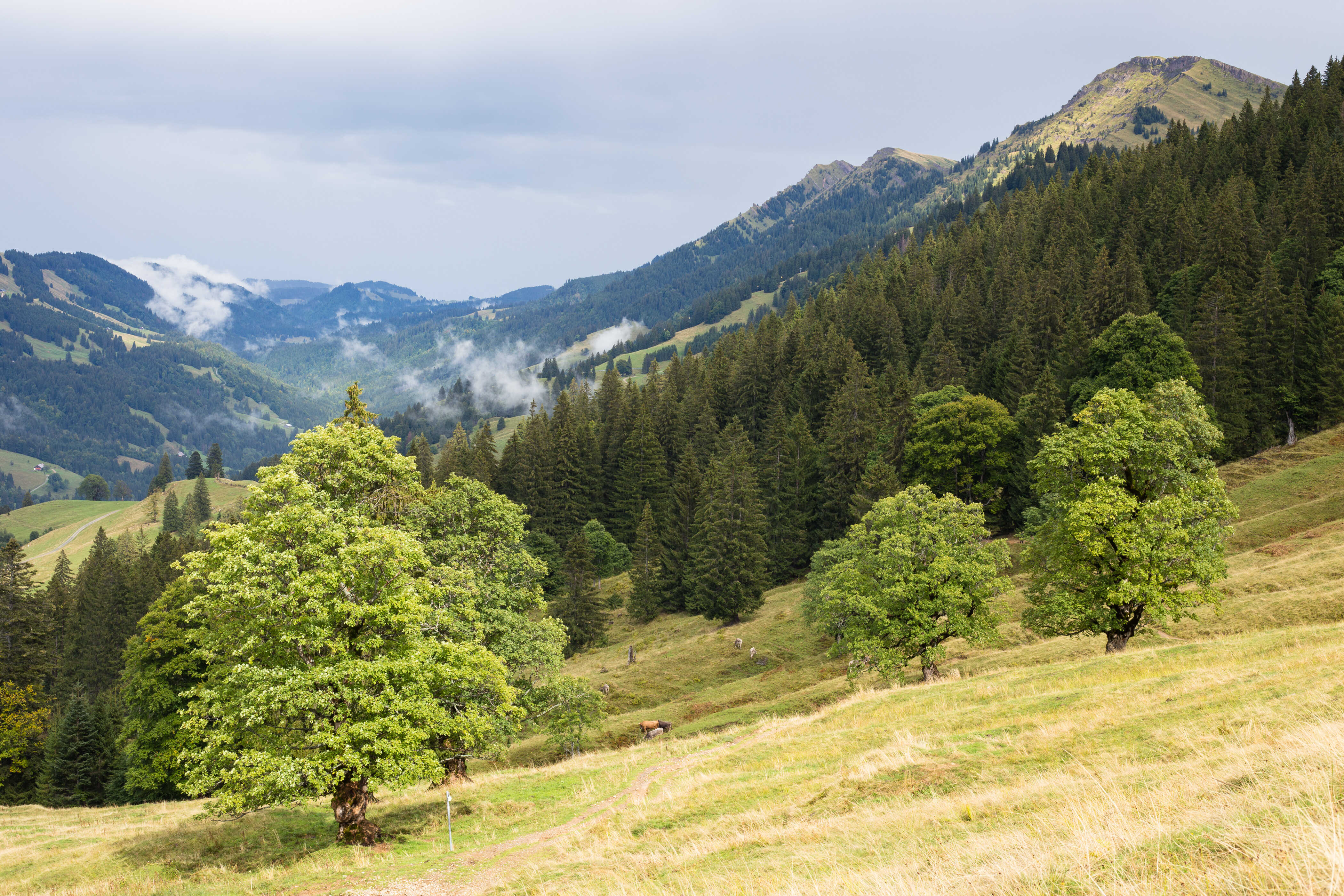 Hutebäume im Lanzenbachtal