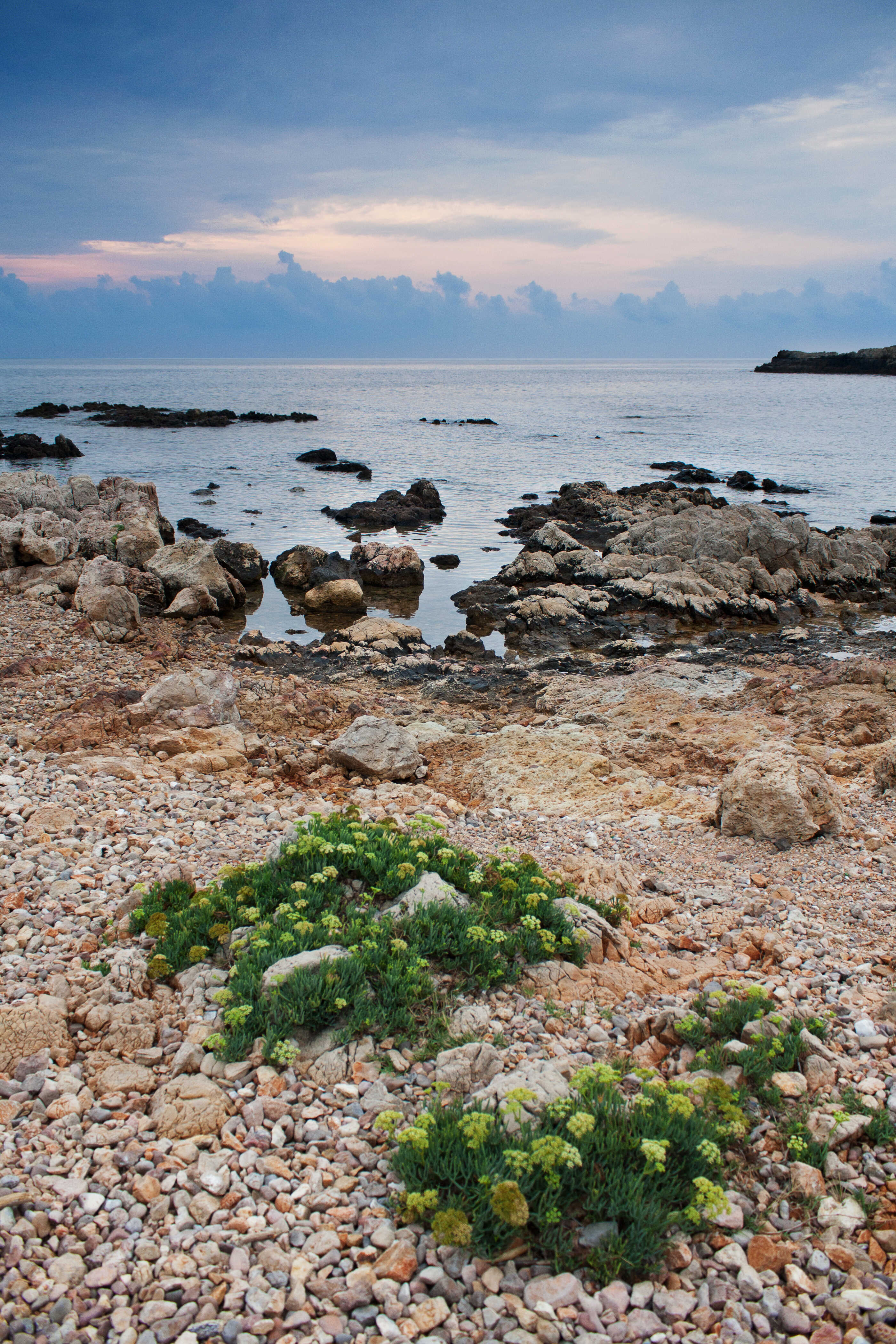 Pflanzen an der felsige Küste der Côte d’Azur