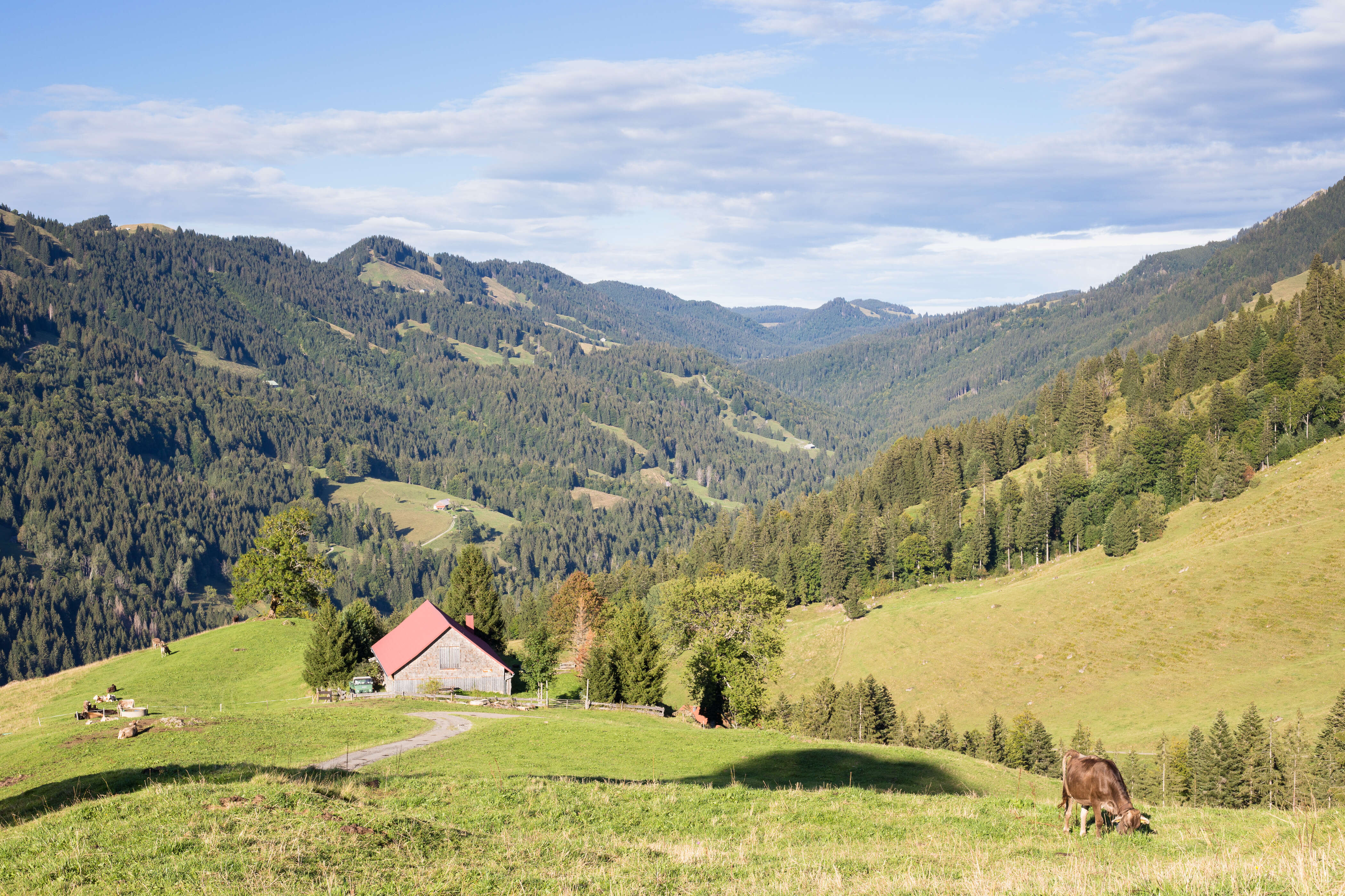 Alpe im Lanzenbachtal