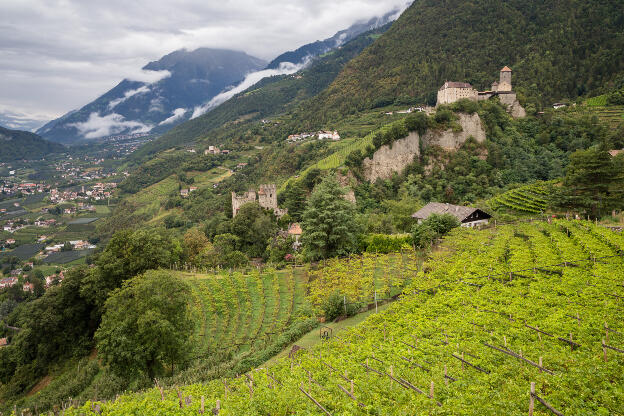 Blick in die Weinberge und auf Schloss Tirol