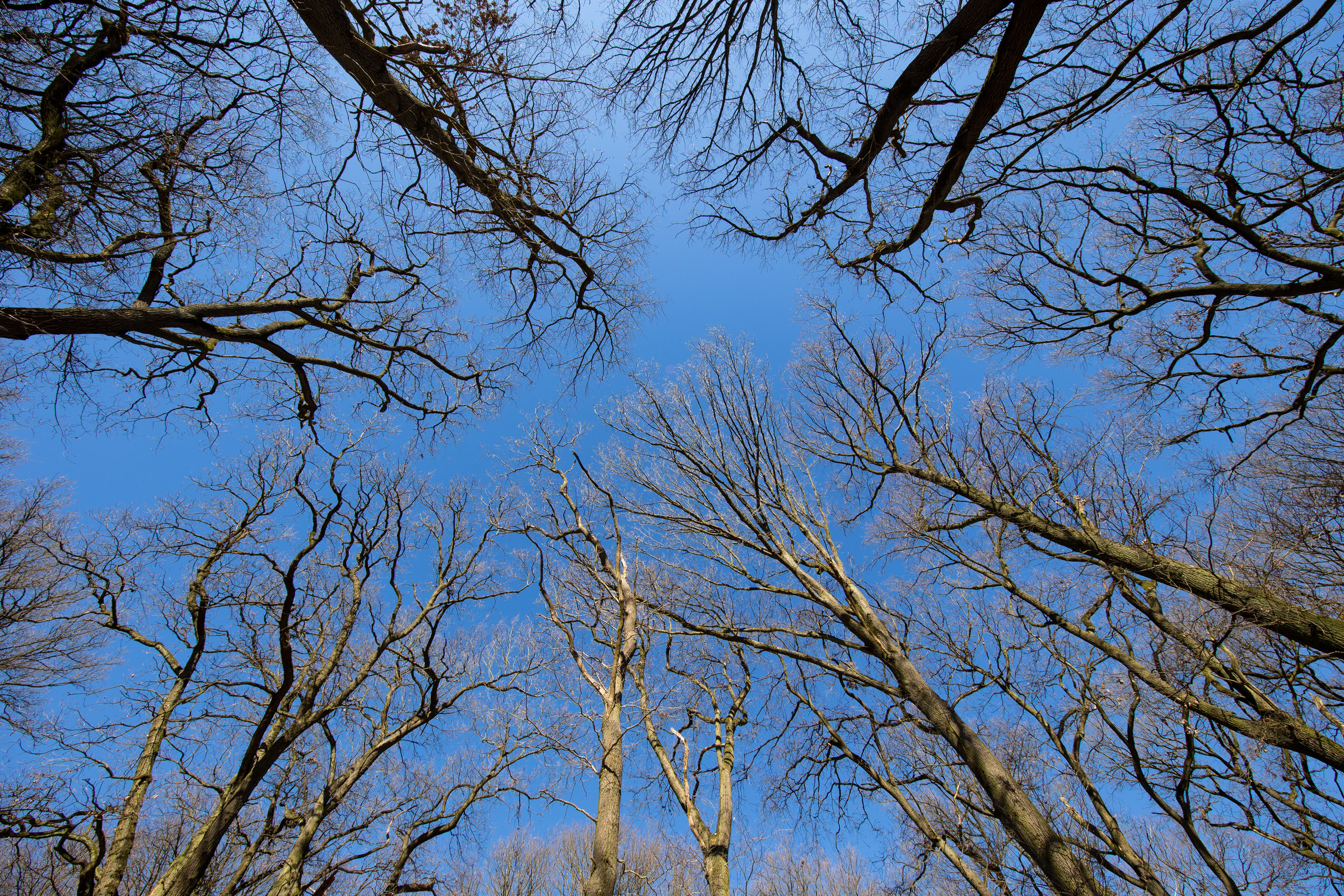 kahle Baumstämme ragen in den Himmel