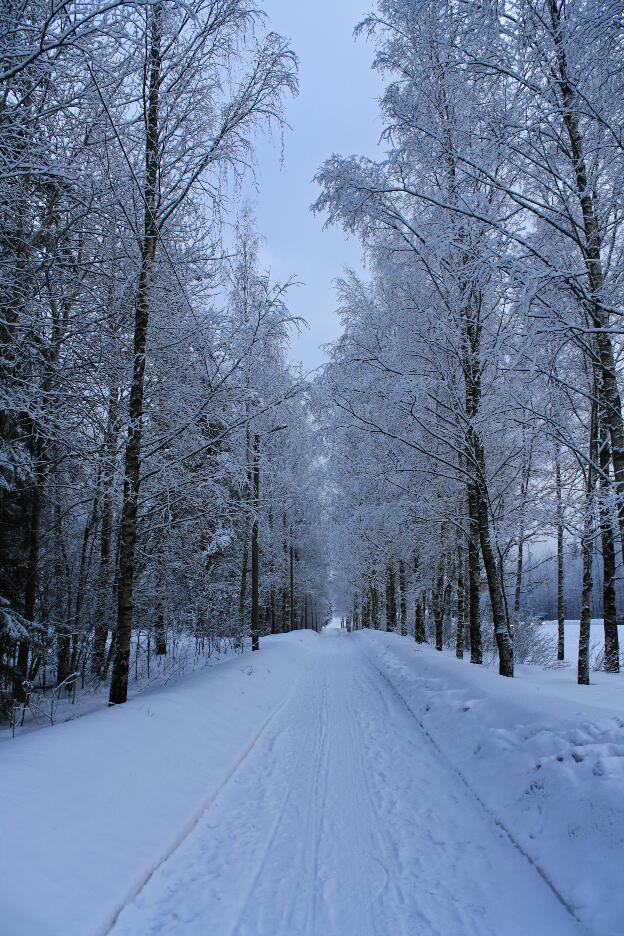 Wanderweg in einem Wald in Finnland im WInter
