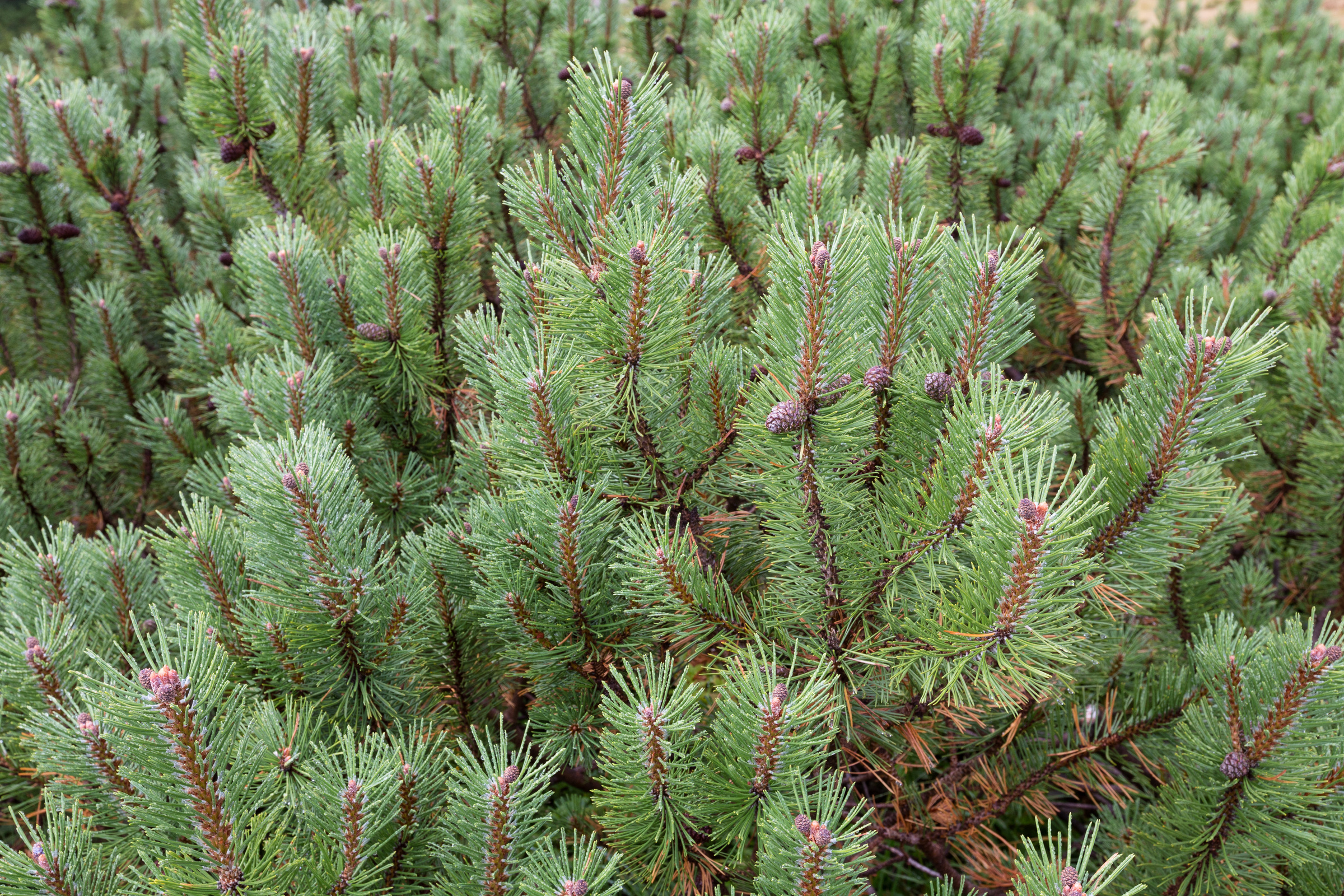 Latschenkieferzweige