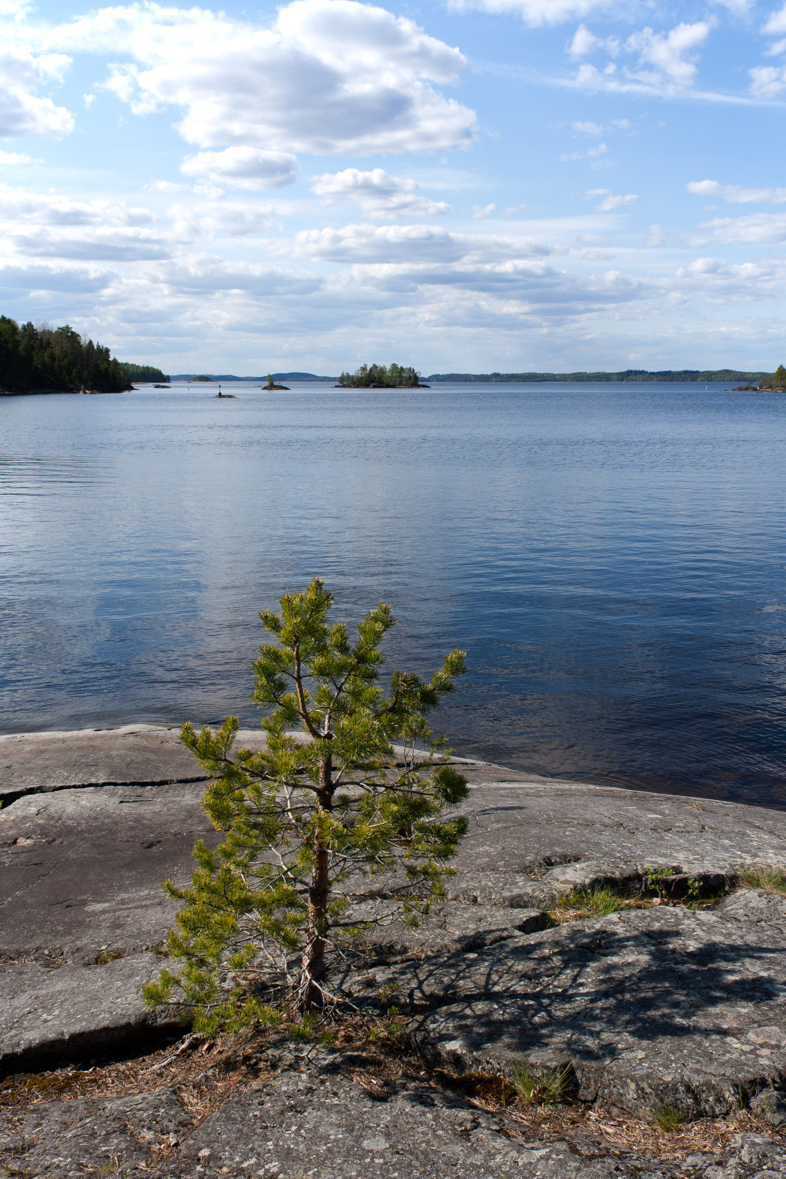 kleine Fichte am Ufer des Saimaasee