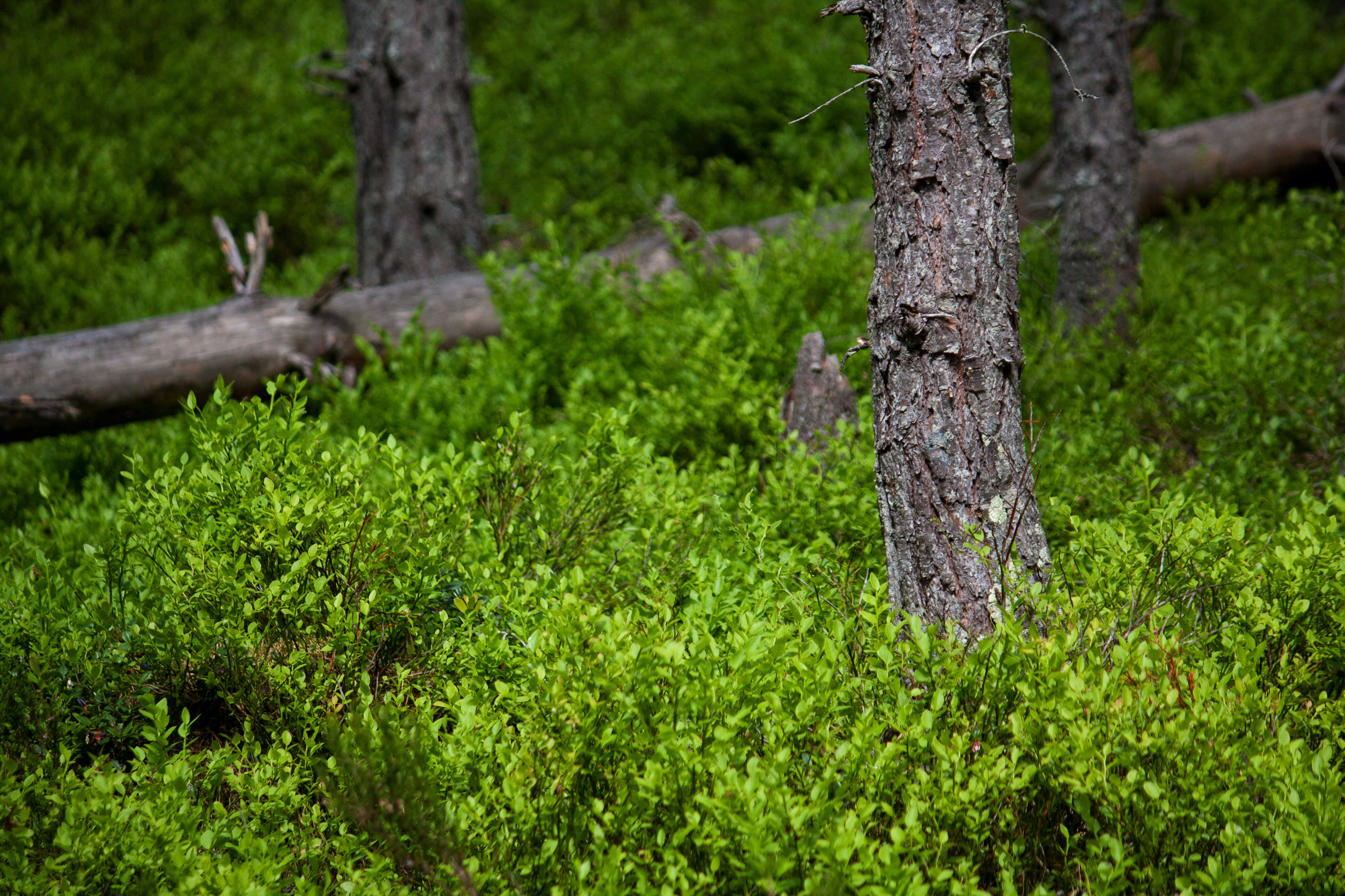 Baumstamm und grüne Sträucher in einem Wald in Schweden