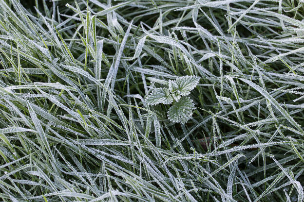 Frost auf Grashalmen