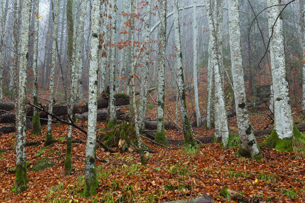 Nebel in einem herbstlichen Birkenwald im Allgäu