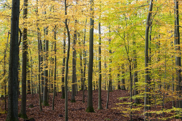 Buchenwald im Siebengebirge im Herbst