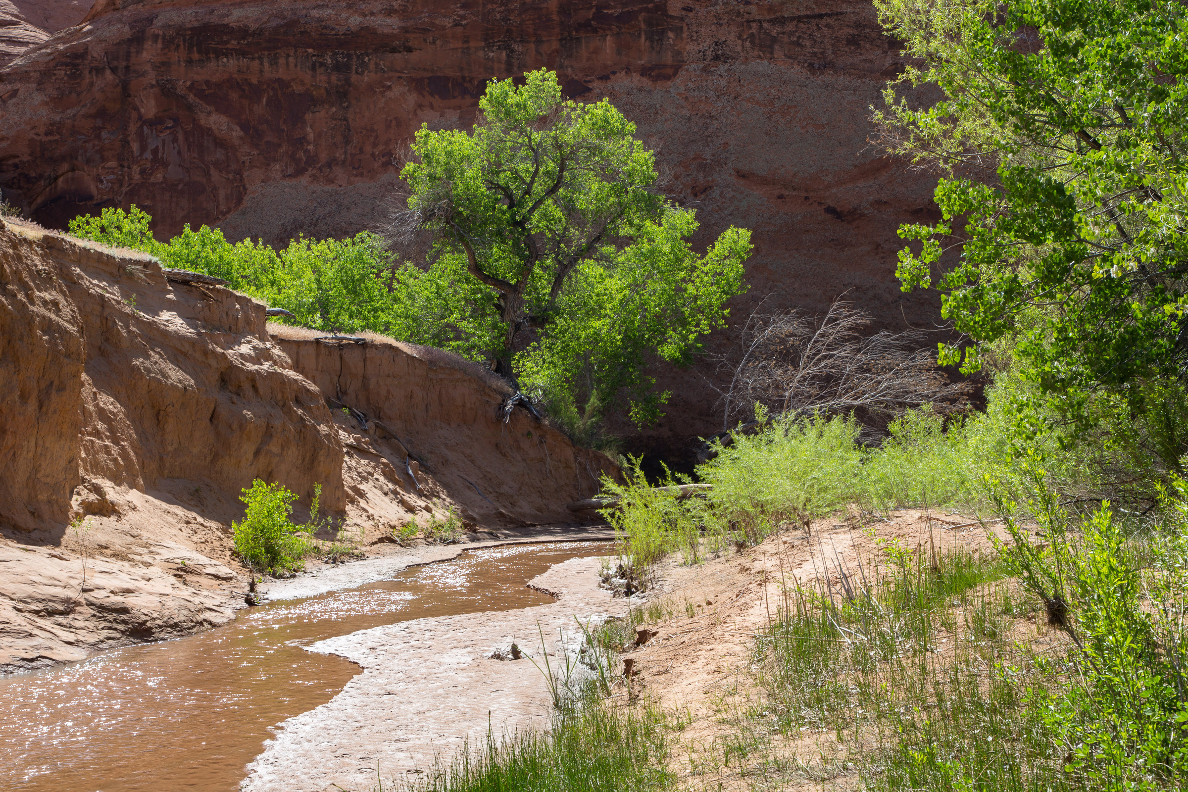 Wandern am Coyote Creek