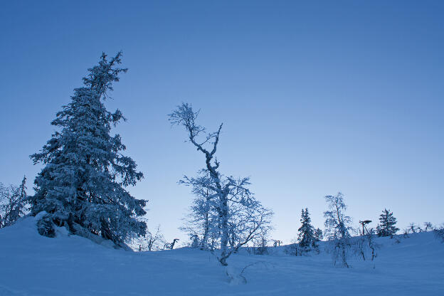 zugefrorene Bäume in Lappland