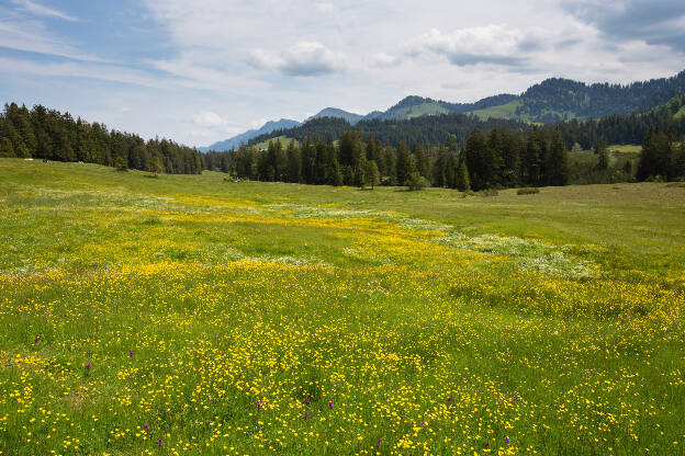 gelbe Blumenwiese im Lanzenbachtal