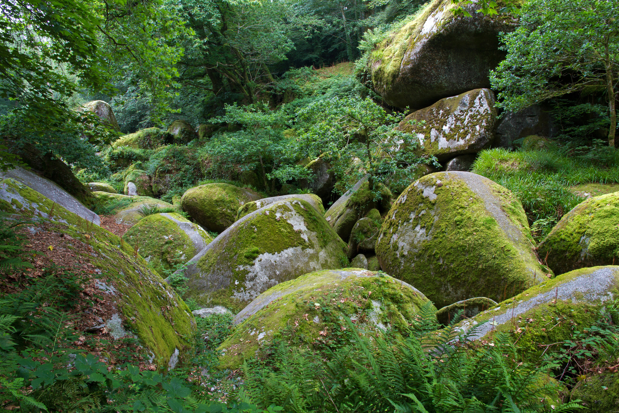 Der Wald von Huelgoat