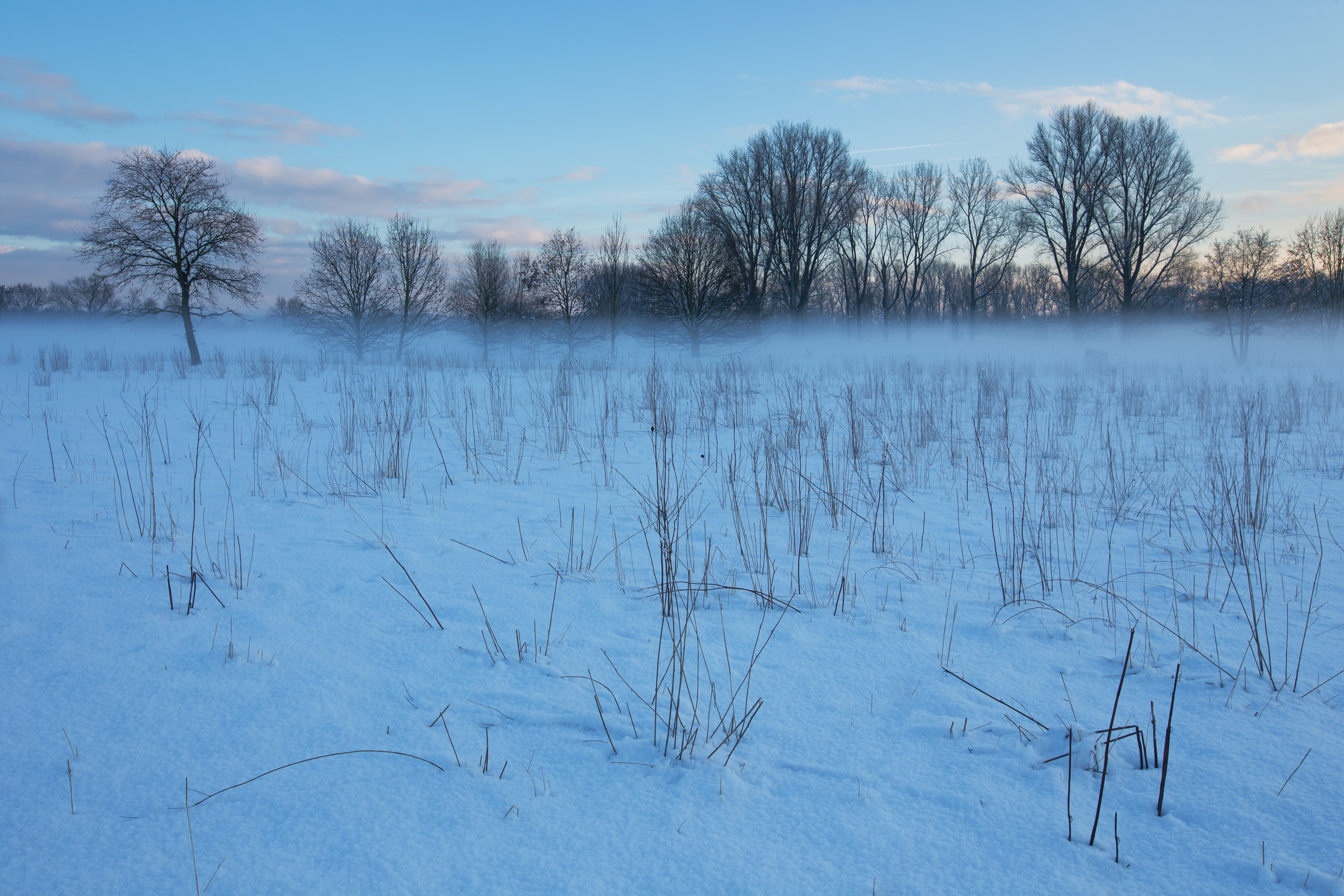 schneebedeckte Weide in den Siegauen